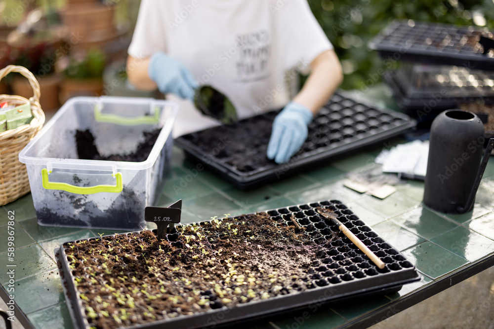 Gardener filling seedling trays with a soil, sowing flower seeds at backyard. Tray with green sprouts in front. Concept of a hobby or small business of growing flowers. Gardener filling seedling trays with a soil, sowing flower seeds at backyard. Tray with green sprouts in front. Concept of a hobby or small business of growing flowers.
