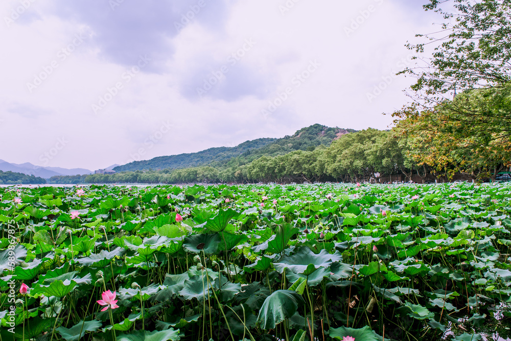 Beautiful water-lilies at the West Lake(Xihu) is located in Hangzhou, Zhejiang province, China.It is a beautiful and famous lake.