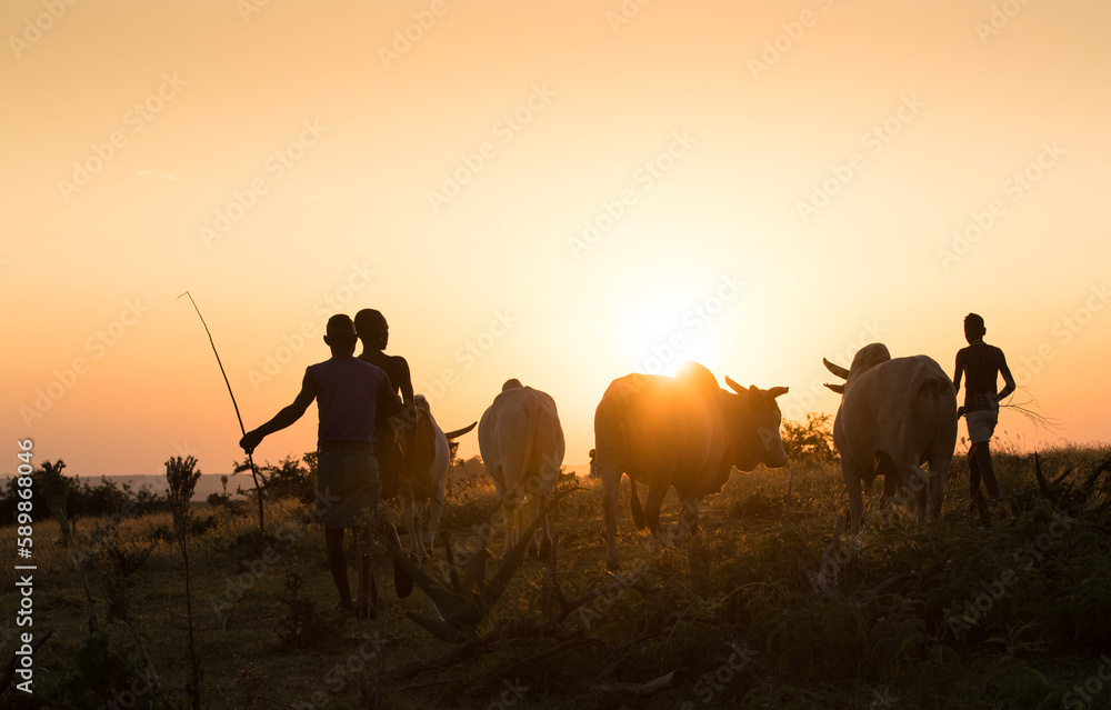 oung ethiopian shepherd witch cows in the sunset light - obrazy, fototapety, plakaty 