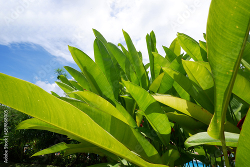 Tropical big leaves. Bird of paradise plant leaves on blue sky.