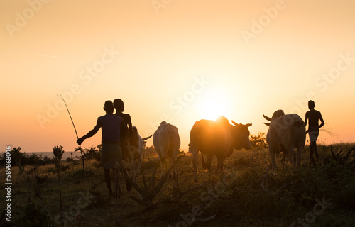 oung ethiopian shepherd witch cows in the sunset light
