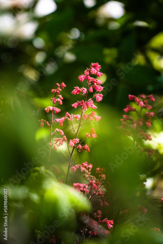 Red Spring Flowers