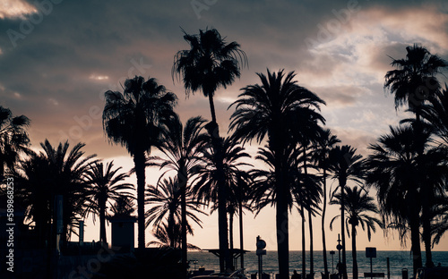 Silhouette of some palm trees at sunset. Tropical climate and tourist paradise