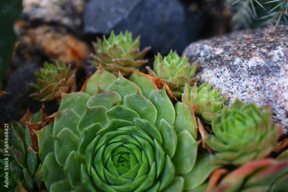 rojnik corona sempervivum rojnik corona sempervivum