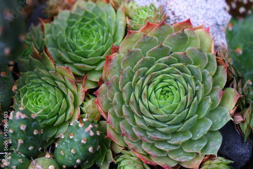 rojnik corona sempervivum