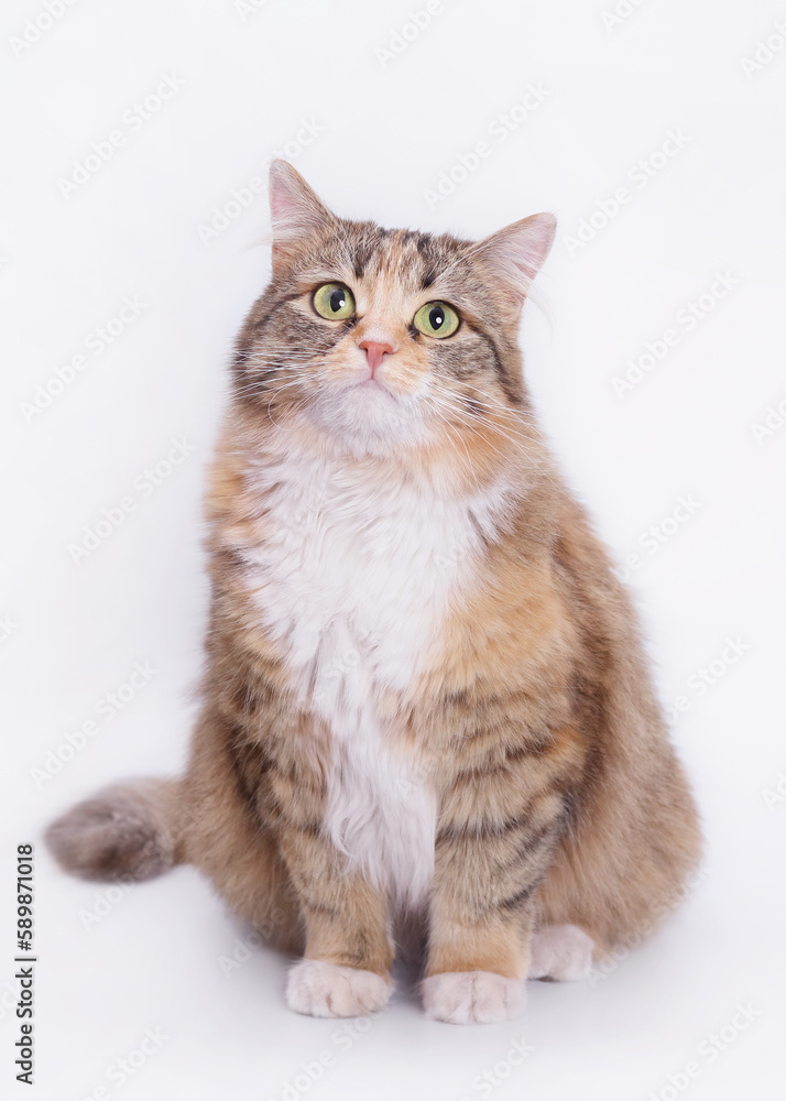 White background studio shot of feline. Studio shot of domestic Cat. Close-up portrait of Kitten on white. Indoor cat on light background. Fluffy Kitten with whiskers on white backdrop. Pet. White background studio shot of feline. Studio shot of domestic Cat. Close-up portrait of Kitten on white. Indoor cat on light background. Fluffy Kitten with whiskers on white backdrop. Pet.