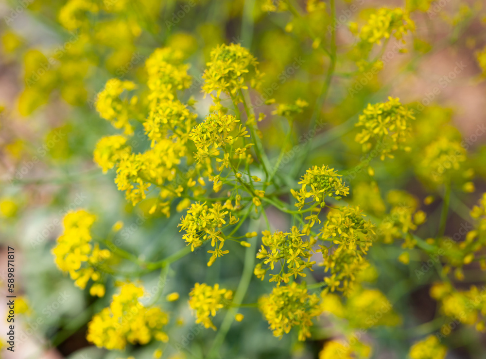 ウォードの花 ウォードの花