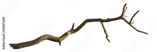 branch, twig isolated on transparent background