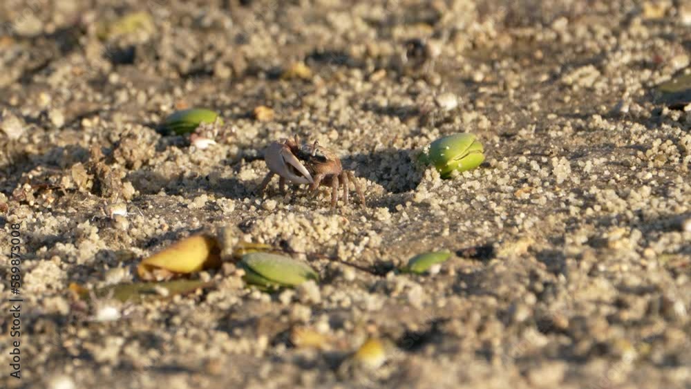 Wildlife: Crabs on the sandy floor - Super Slow Motion 4K 120fps Wildlife: Crabs on the sandy floor - Super Slow Motion 4K 120fps