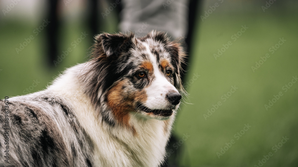 Merle Australian Shepherd Dog during a survey Merle Australian Shepherd Dog during a survey
