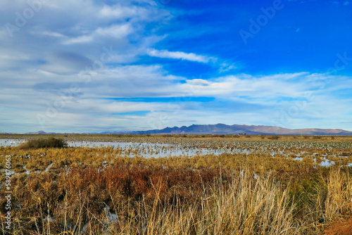 Thousands of Sandhill cranes (Grus canadensis) in Whitewater Draw, in the southern Sulphur Springs Valley near McNeal, Arizona, USA
 photo