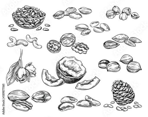 Set of vintage hand drawn nuts icons. Luxury sketches or illustrations with cashew, pistachio, coconut, almond, hazelnut, macadamia and walnut. Linear vector collection isolated on white background.