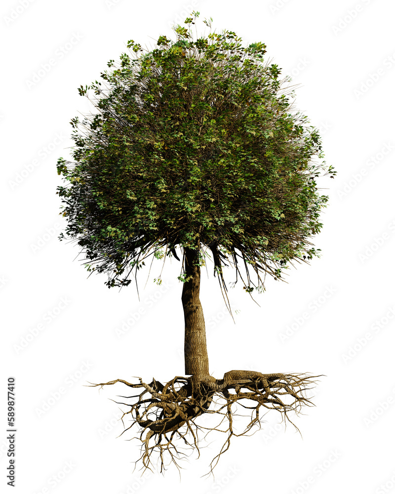 small tree with roots, deciduous plant, isolated on transparent background