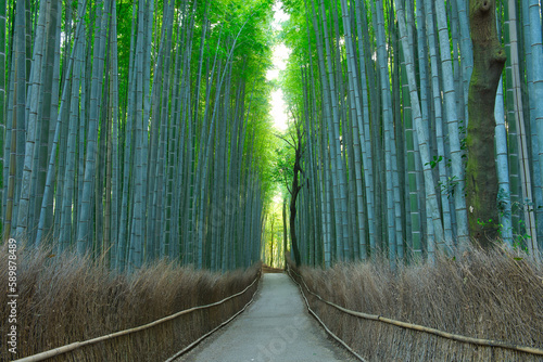 Bamboo Trees in Nonomiya Kyoto