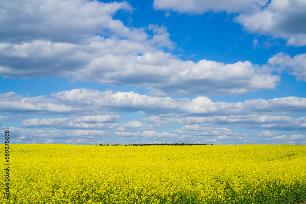 Yellow rapeseed field under a blue cloudy sky.