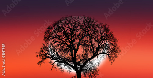 Silhouette of barren lone tree with  crescent moon  © muratart