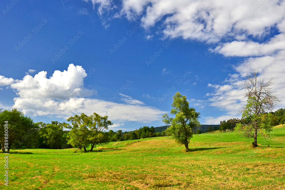 Obraz premium Lovely nature scenery in autumn. Trees on a grassy meadow in mountains and blue sky with white clouds, Low Beskid (Beskid Niski), Poland