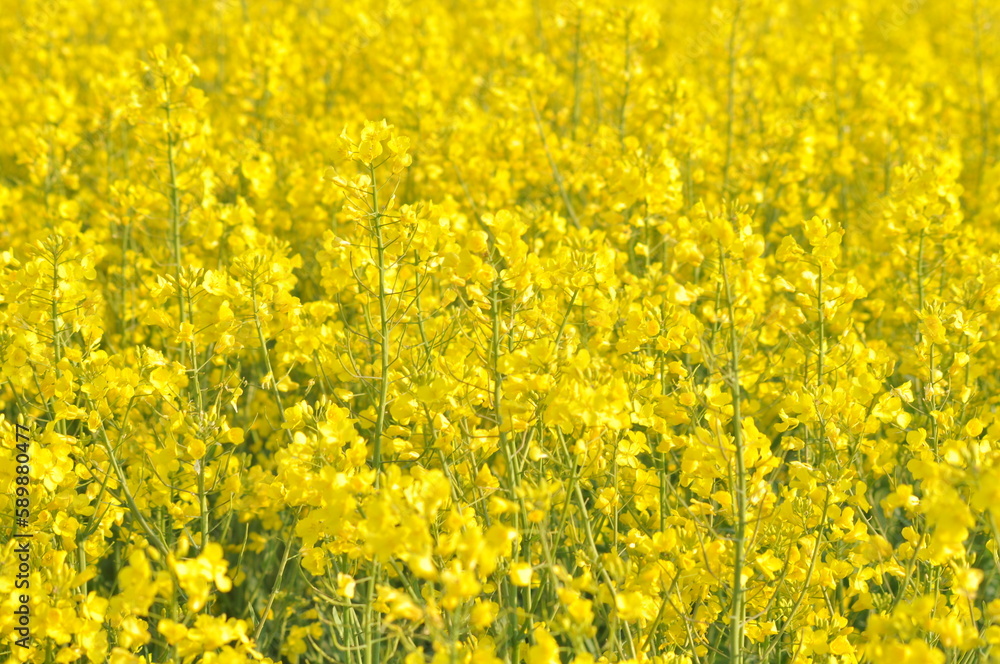 Obraz premium Rapeseed field
