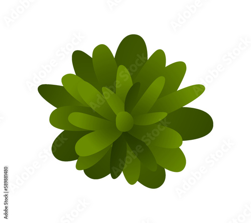 Landscape element top view. Beautiful organic plant for garden or park decoration. Bush with leaves. Object for design project or plan. Cartoon flat vector illustration isolated on white background