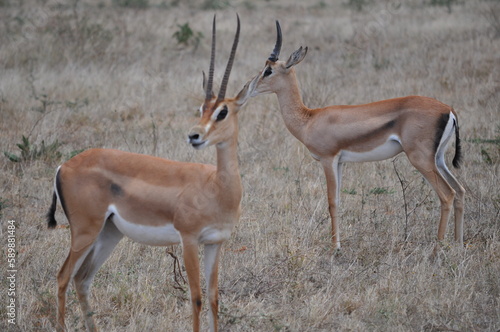 Antilopes africaine Kenya savane  © Vanou_Oli