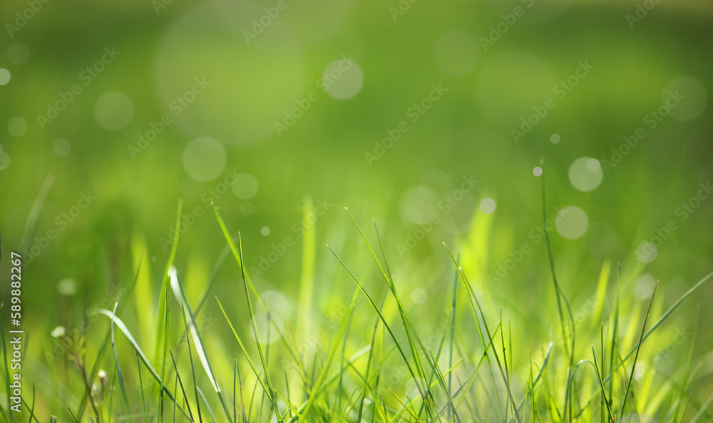 Fototapeta premium Beautiful sunny day, gras, bokeh