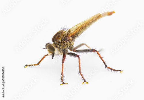Robber fly Isolated on white background - Proctacanthus brevipennis - species in Florida. deep dark orange or red colors. front side profile view