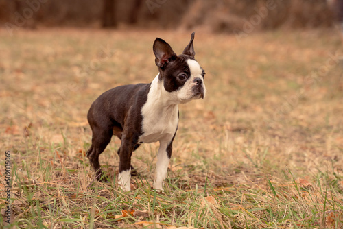 Boston terrier in the forest. Cute puppy