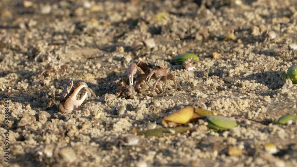 Wildlife: Crabs on the sandy floor - Super Slow Motion 4K 120fps Wildlife: Crabs on the sandy floor - Super Slow Motion 4K 120fps