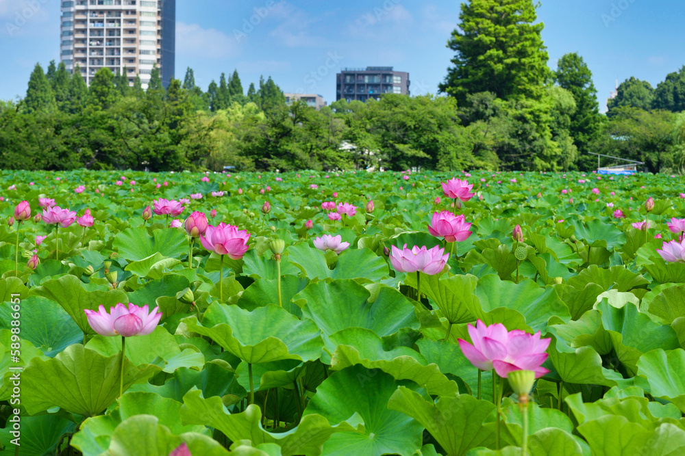 東京 上野  青空に映える不忍池の美しい蓮の花と高層ビル　コピースペースあり（東京都） Tokyo Ueno Beautiful lotus flowers and skyscrapers at Shinobazu Pond against the blue sky with copy space (Japan)