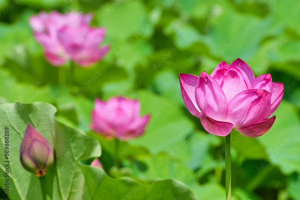 東京 上野 不忍池の美しい蓮の花 コピースペースあり(東京都) Beautiful lotus flowers at Shinobazu Pond in Ueno, Tokyo, with copy space (Tokyo, Japan) 東京 上野 不忍池の美しい蓮の花 コピースペースあり(東京都) Beautiful lotus flowers at Shinobazu Pond in Ueno, Tokyo, with copy space (Tokyo, Japan)