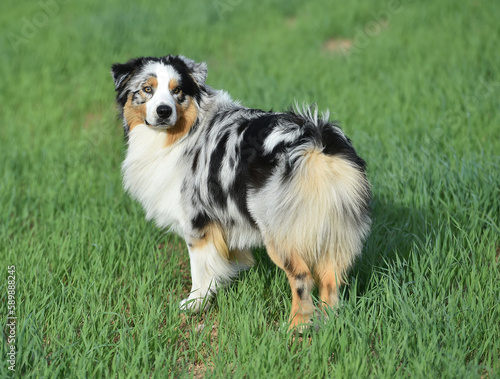un perro de raza pastor australiano en el campo © alberto