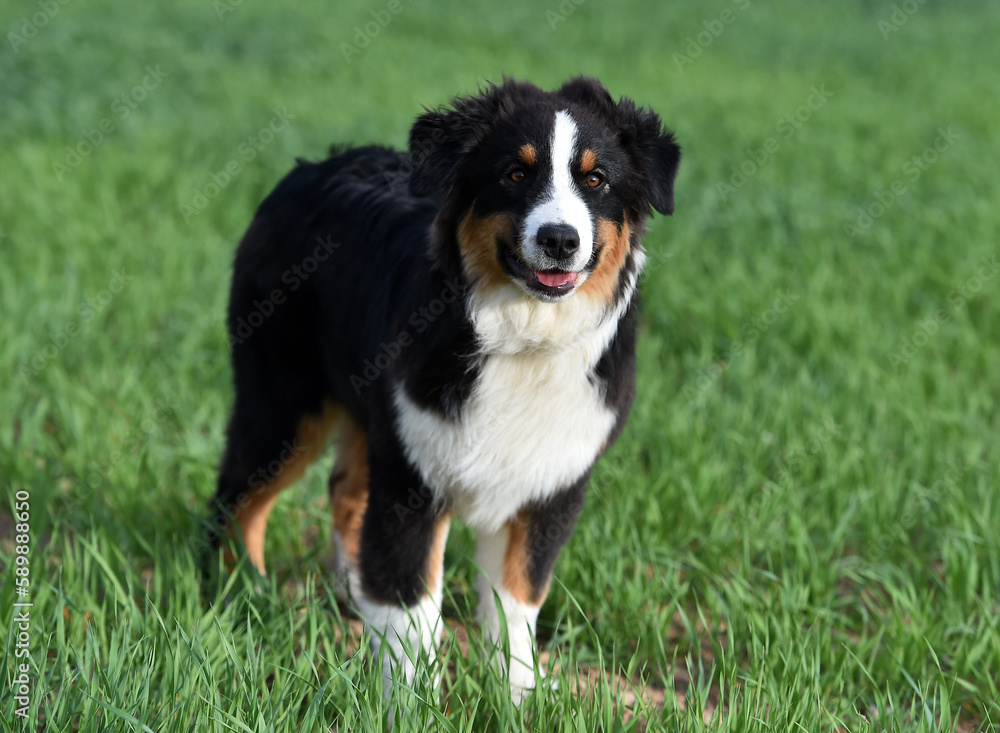 un perro pastor australiano en un campo verde