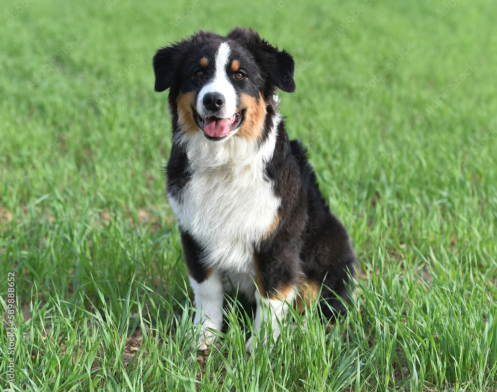 un perro de raza pastor australiano en el campo