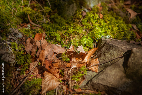 stones in moss and dry leaves in the sun