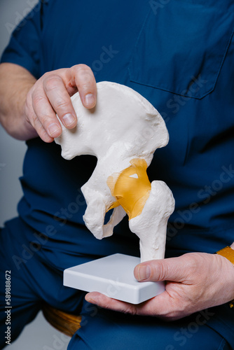 doctor hands holding model maquette of pelvic hip joint bone 
