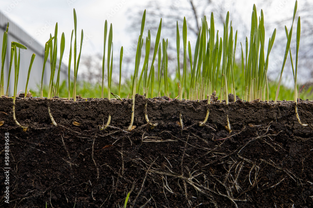 Fototapeta premium Young shoots of wheat with roots