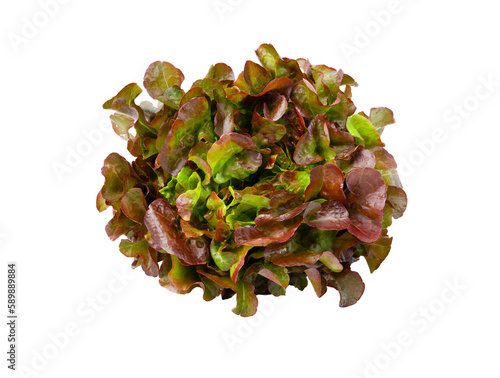 The Red oak leaves of lettuce salad isolated on white background