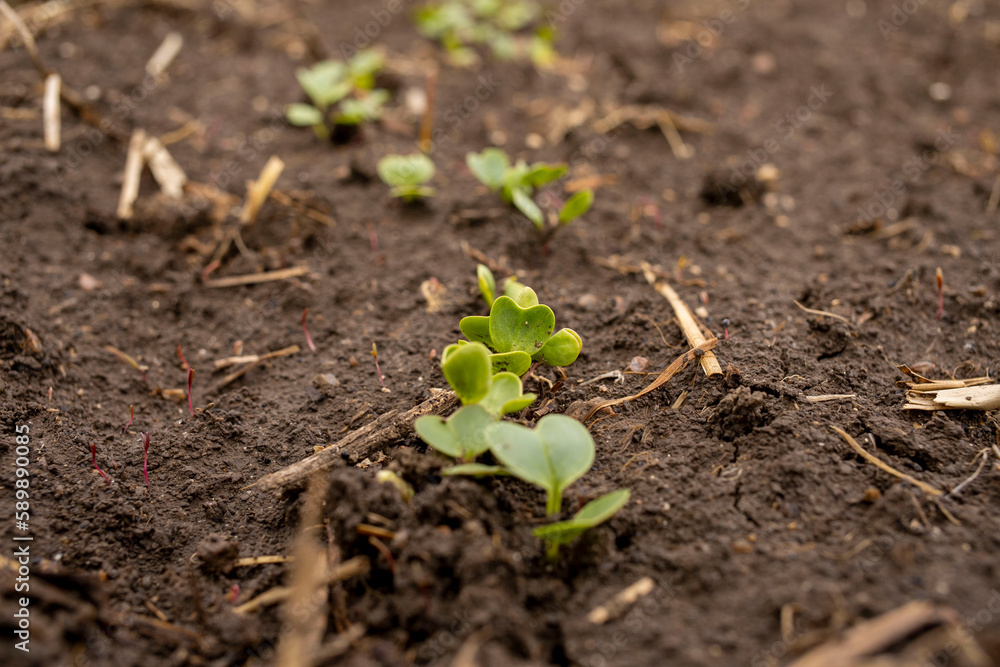 Young shoots of radish in the open field Young shoots of radish in the open field