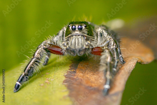 phidippus on top of the leaves 