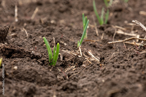 Young onion shoots in the open ground