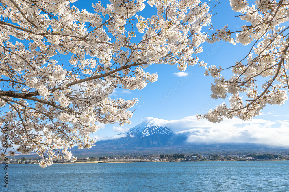 春の河口湖　桜と富士山