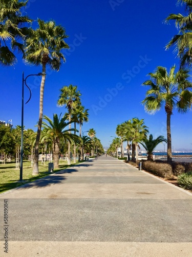palm trees on the beach © Ikako