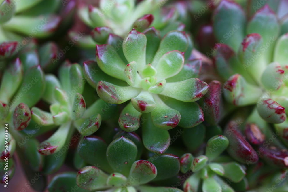 Echeveria Pink Ruby Eszeweria globulosa Echeveria Pink Ruby Eszeweria globulosa
