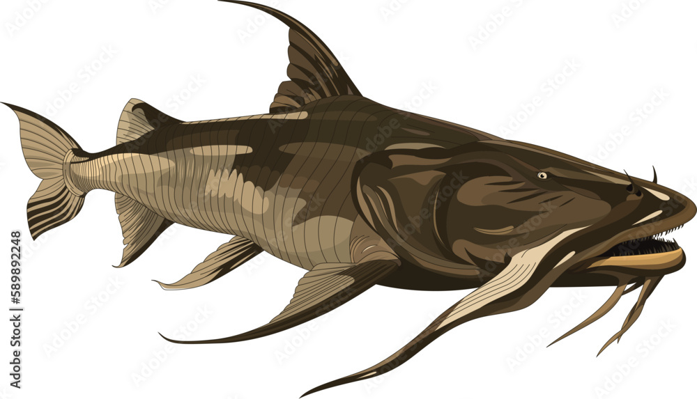 big monster fish big monster fish