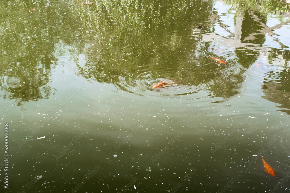 carp in muddy water in a pond in the park, selective focus carp in muddy water in a pond in the park, selective focus