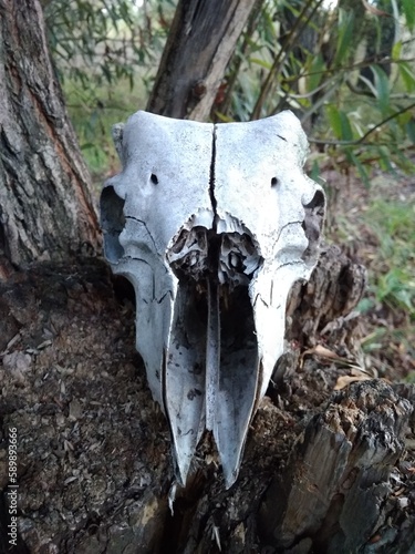 skull in the woods