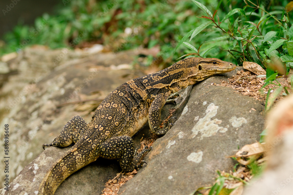 An adult Asian water monitor (Varanus salvator), west java, Indonesia, Asia An adult Asian water monitor (Varanus salvator), west java, Indonesia, Asia