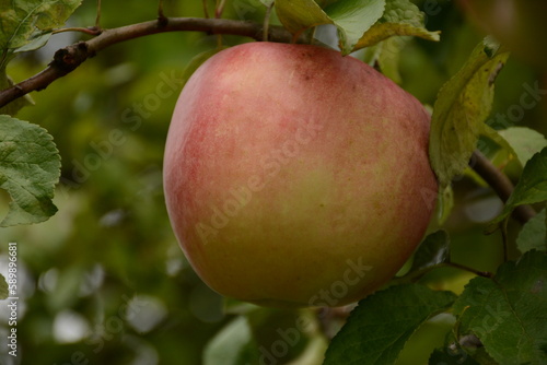 Big appetizing sweet apple on a tree branch