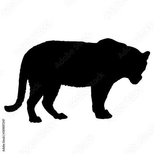 silhouette of a lion