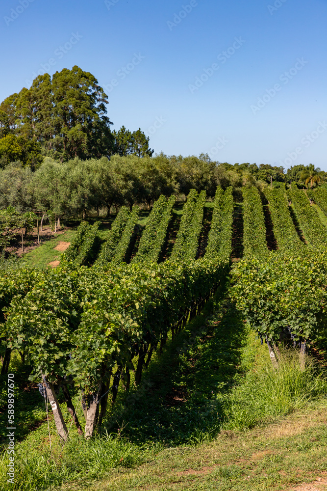 Naklejka premium Vineyard with trees in background
